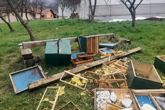 Medvjed napravio haos u BiH: Uništen pčelinjak i košnice