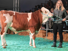 Ovaj bik je prodat za 146.000 evra – evo zbog čega