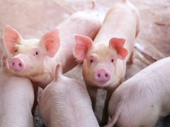 Prerađivačima draže uvozno od domaćeg mesa