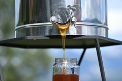 ŠTA JEDEMO: U BiH se uvozi med koji košta 4,58 KM/kg