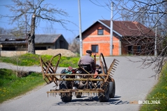KOROV PRIJETI KUKURUZU Iako vrijeme pogoduje semberski ratari na mukama