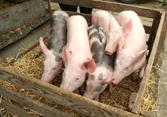 Praznici uveliko prošli, pogledajte je li PALA CIJENA PRASIĆA i koliko sad košta kilogram