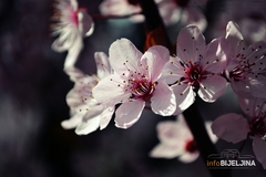 Kakvo nas vrijeme očekuje za prvi dan proljeća?