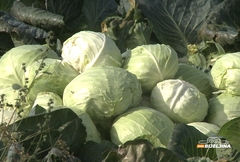 Ove sorte kupusa su najgori izbor za kiseljenje i zimnicu