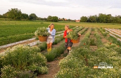 PRIRODA NAS VOLI - I LJEPOTA JE POTREBNA OVOM SVIJETU Lavanda Semberija na Sajmu cvijeća u Bijeljini
