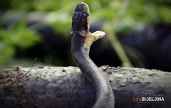 Sve češće susreti sa zmijama u gradovima: Kako reagovati i prepoznati otrovnice?