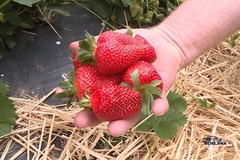 Semberske jagode stigle sa zakašnjenjem na pijacu: Zadovoljne i mušterije i trgovci (FOTO)