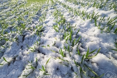  Niska temperatura nije izazvala štetu na ozimim usjevima