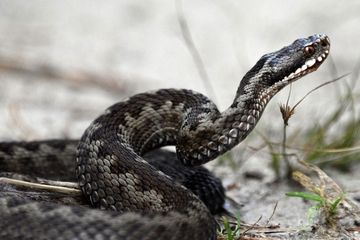 "Torlak" šalje BiH serum protiv zmijskog otrova