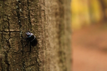 Visoka temperatura pokrenula insekte, za vikend kiša i susnježica