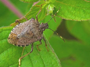 Azijske stjenice uništavaju voćnjake u Srpskoj