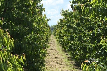 Kiša “obrala” trešnje u Semberiji, rod ranih sorti manji do 90 odsto: Plodovi oštećeni, voćari pred dilemom (FOTO)