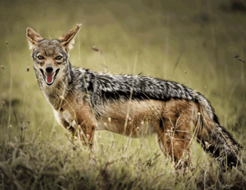 Šakal ušao u kafić i skakao po stolovima, gosti pobjegli
