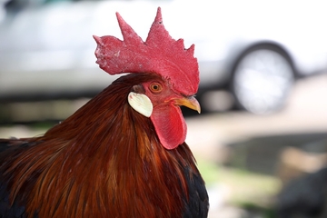 Ponos Radomira Radoševića: Talijanski pijetao koji zna kako se pozira