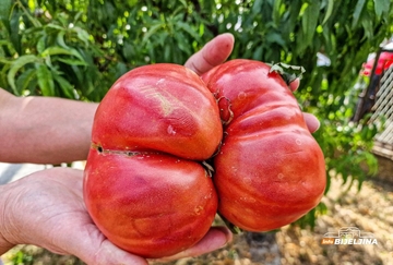 U Janji kod Bijeljine rodio paradajz težak 1,660 kg (FOTO)