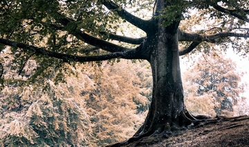 Ovo je najopasnije drvo na svijetu: Samo stajanje ispod njega na kiši može biti kobno