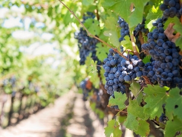 Vinogradari zadovoljno trljaju ruke, kvalitet grožđa nikad bolji