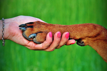 Zašto pas stavlja šapu na vas? Stručnjaci otkrivaju šta znači ovaj gest