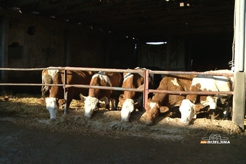 Slučaj antraksa kod goveda u Republici Srpskoj, rizik za javnost nizak