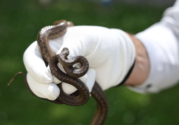 SUSRET SA ZMIJOM Ključni potez koji može spriječiti opasnost, a mnogi ga ne rade