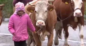 Mala pastirica sa velikim srcem! Tijana sa ponosom čuva krave i pješači 8 km do škole