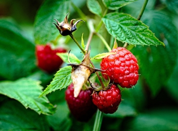 Koliko će koštati kilogram maline