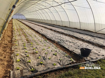 Najisplativija kultura u plasteniku: Biljka koja se lako uzgaja, a donosi siguran i brz profit