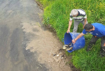Bijeljina: Šaranom poribljen kanal Dašnica 