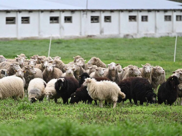 Hrvatska sprovodi hitne mjere: Potvrđena kuga malih preživara