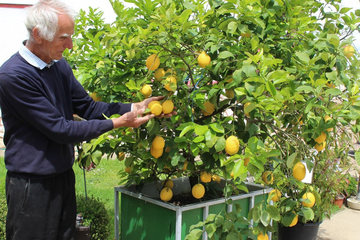 Koja je tajna rodnog stabla limuna Mile Popovića iz Lijevča?
