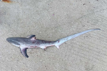 U Neumu ulovljen morski pas lisica