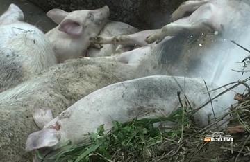 Afrička kuga svinja ponovo u Slavoniji: Stotine eutanaziranih, na terenu i lovci zbog divljih svinja