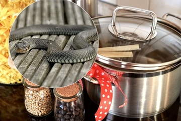 Uzela šerpu da skuva ručak, a unutra zmija