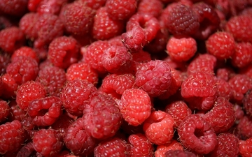 Počela berba maline - proizvođači očekuju otkupnu cijenu od deset maraka (FOTO)
