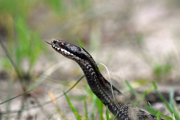 Ženu ugrizao poskok dok je čupala mladi luk