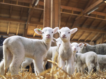 Pritvorio ga sud u Bijeljini: Poznati prevarant opet iza rešetaka zbog jagnjadi