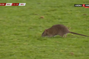 Pacov prekinuo meč Vels - Belgija: Navijači ga pozdravili ovacijama