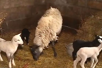 Čudo na imanju kod Laktaša: Ovca ojagnjila petorke