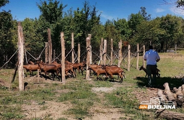 Inženjeri drže farmu alpskih koza na Majevici: Zdravim sirevima planiraju osvojiti ino tržište