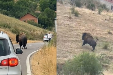 Nevjerovatno: Bizon na putu kod Prištine (VIDEO)