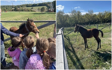 Provedite vikend u Čičinom sokačetu: Stiglo ždrijebe Pikolina, atrakcija za mališane (FOTO) 