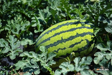 Zašto se stavlja KAMEN NA LUBENICU: Trik starih uzgajivača bostana zlata vrijedan