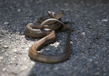 Na području Zvornika 9 ZMIJSKIH UJEDA od početka godine