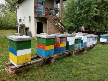 Pčelari u Semberiji ostali bez 80% pčela: Inženjer poljoprivrede locirao problem i predložio rješenje (FOTO)