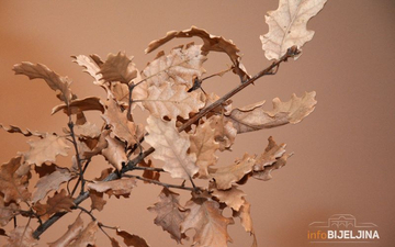 Da li znate PRAVU SIMBOLIKA BADNJAKA?