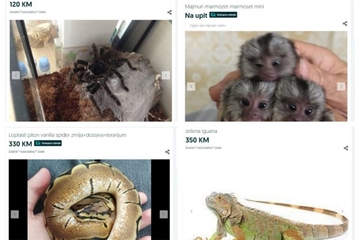 Prodaju egzotične životinje u BiH: Pitoni nisu na cijeni, majmun 12 puta skuplji (FOTO)