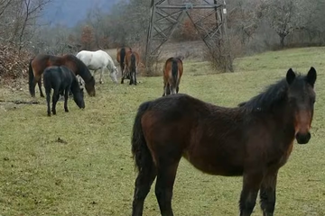 Krdo konja teroriše sela kod Višegrada već deset godina: Mještani očajni, šteta ogromna