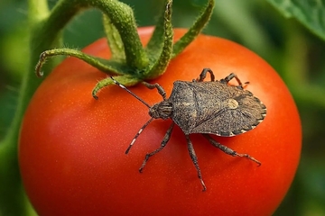 Smrdibube napadaju paradajz? Evo kako ih zaustaviti bez hemije