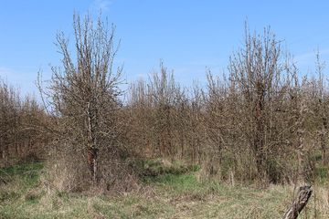 Napušteni voćnjaci u Gradišci postali izvor zaraze