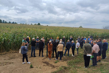 Koji kukuruz najbolje podnosi sušu? Stručnjaci otkrili rješenje za farmere
